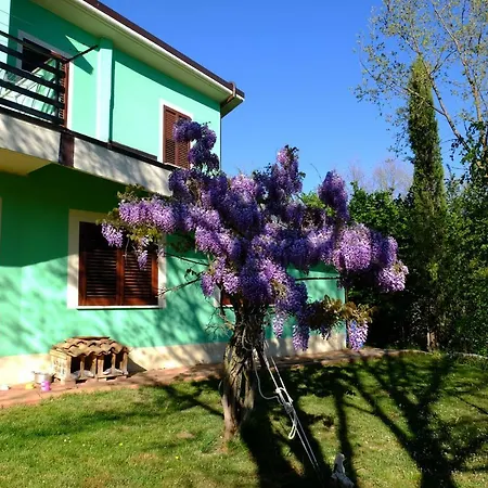 L'acero Campestre Collettara