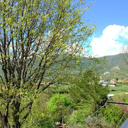 L'acero Campestre *